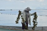 20211223_LAWATAN KPNM KE SEAWEED LATO FARMING