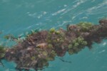20211223_LAWATAN KPNM KE SEAWEED LATO FARMING